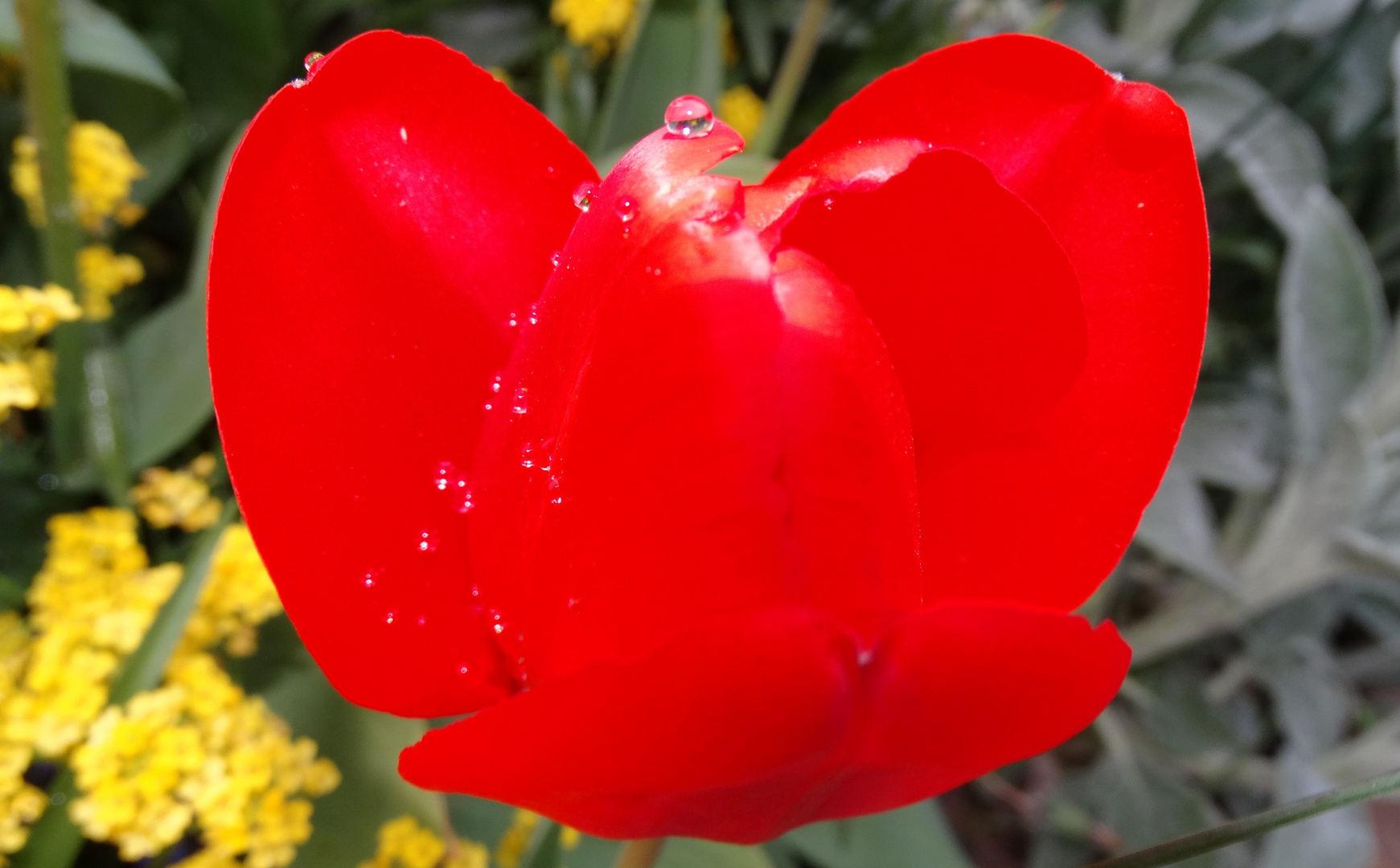 Tulpen Schmetterling