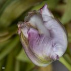 Tulpen-Schönheit