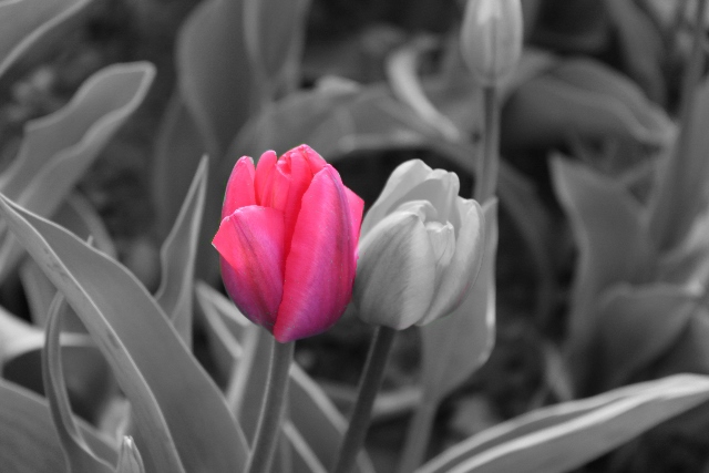Tulpen schwarz-weiß mit Farbdetail