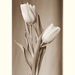 Tulpen Sepia