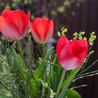 Tulpen sie sind schon da