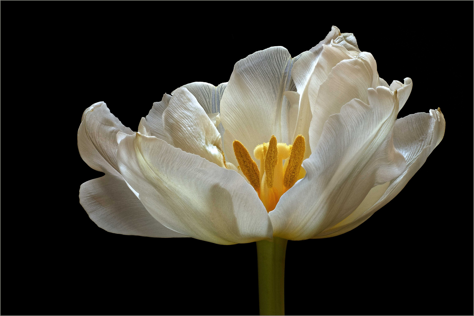  Tulpen sind der Frühling in der Blumenvase