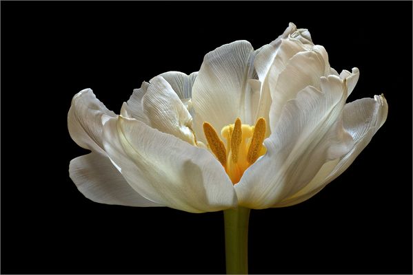  Tulpen sind der Frühling in der Blumenvase - ( Stacking Bild ) 