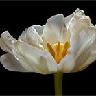 Tulpen sind der Frühling in der Blumenvase - ( Stacking Bild )