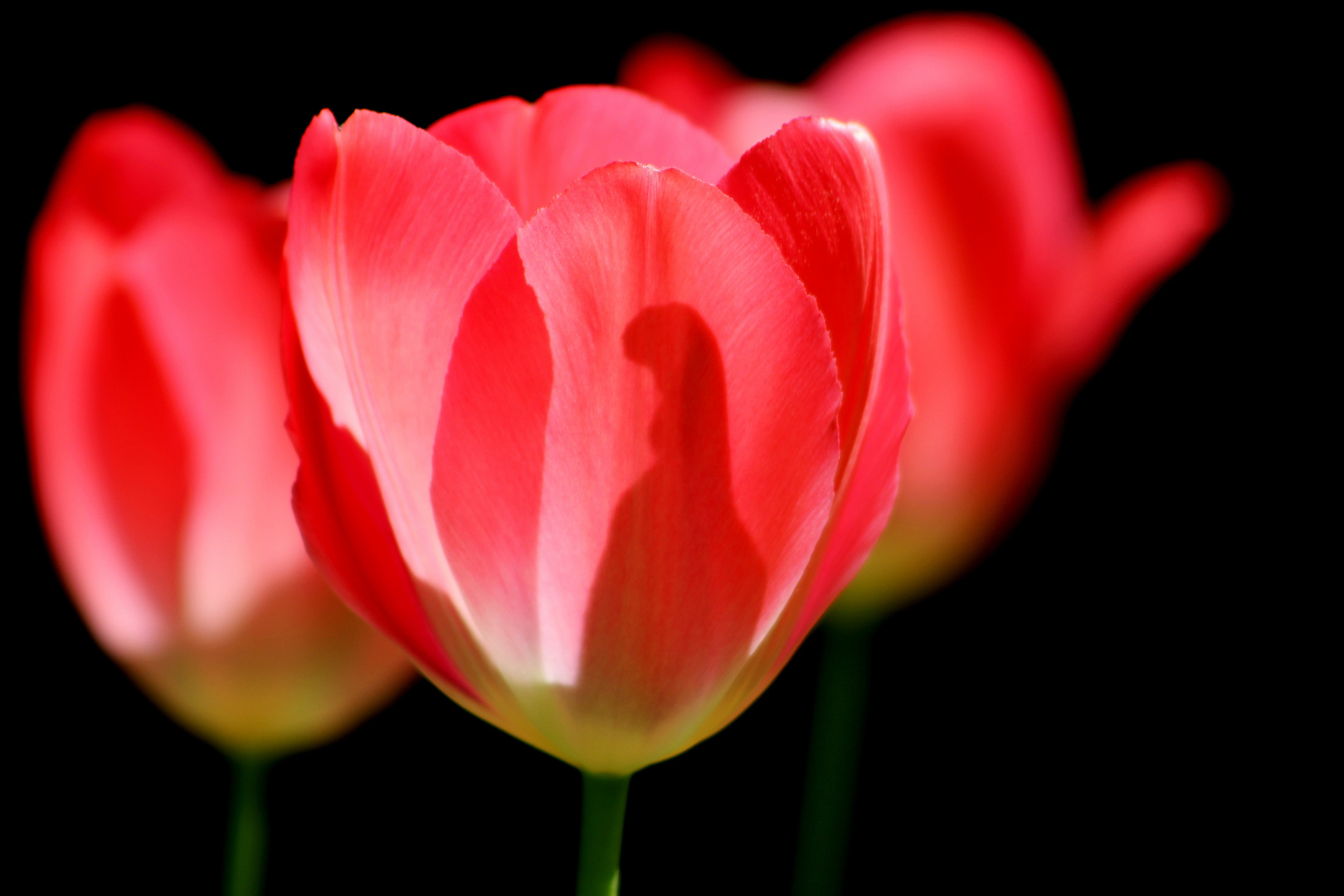 Tulpen sind wunderbar