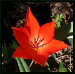 Tulpen sind wundervolle Blickfänger in jedem Garten