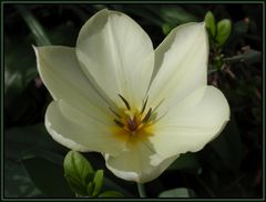 Tulpen sind wundervolle Blickfänger in jedem Garten