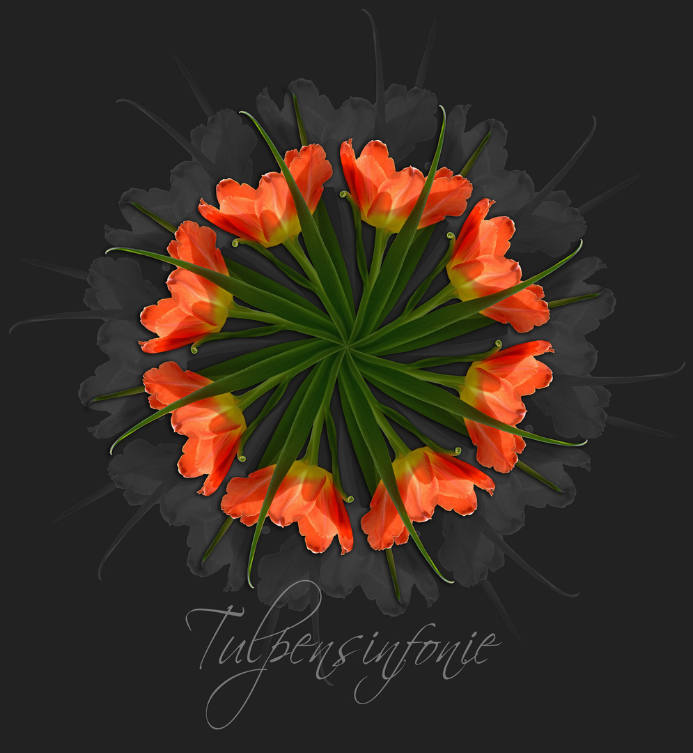 Tulpen-Sinfonie