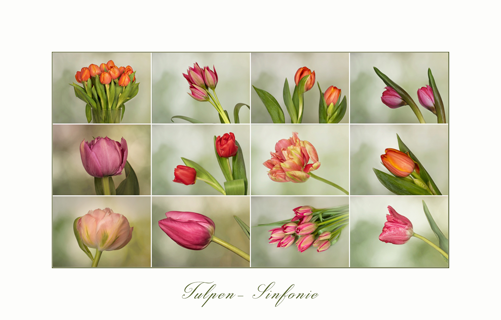 Tulpen - Sinfonie....