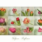Tulpen - Sinfonie....