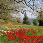 Tulpen, so weit das Auge reicht......