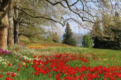 Tulpen, so weit das Auge reicht......