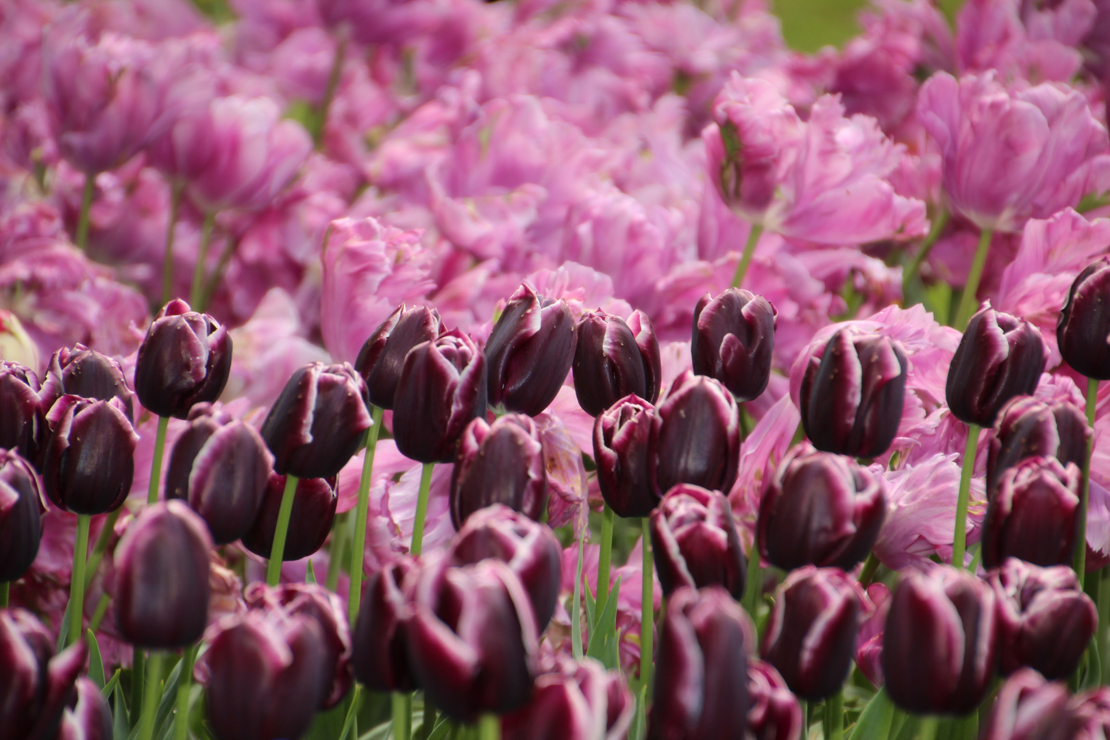 Tulpen so weit das Auge reicht