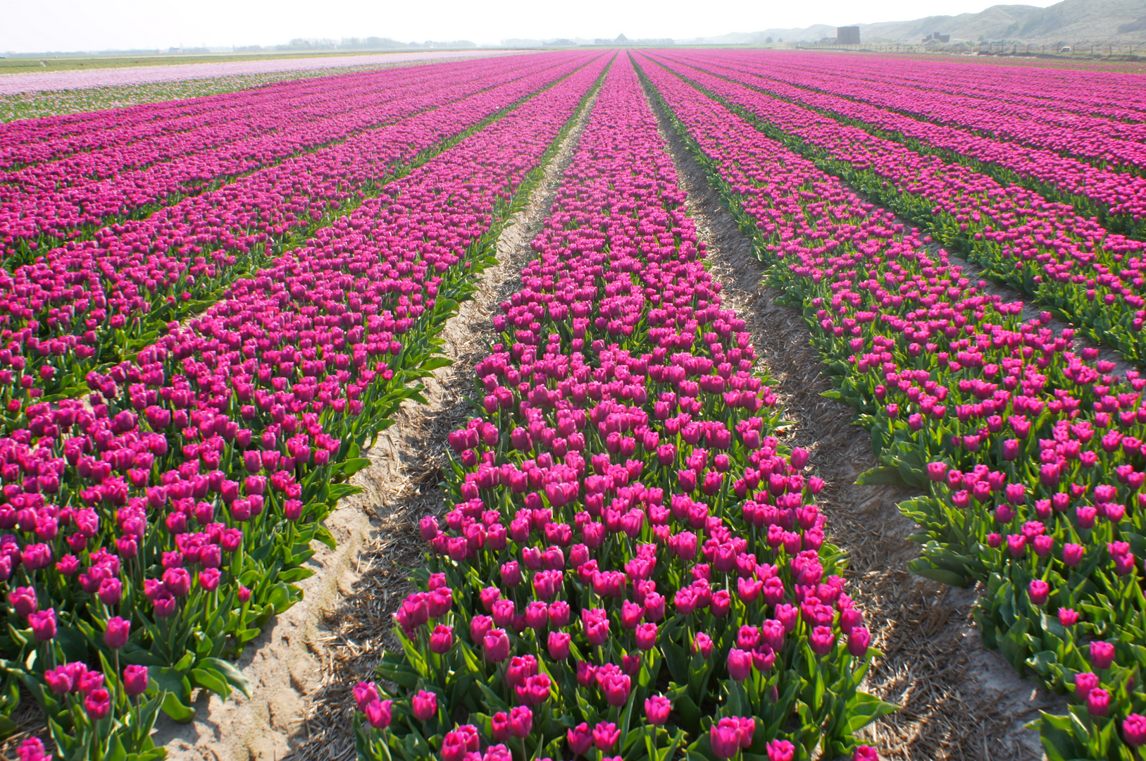 Tulpen, so weit das Auge reicht