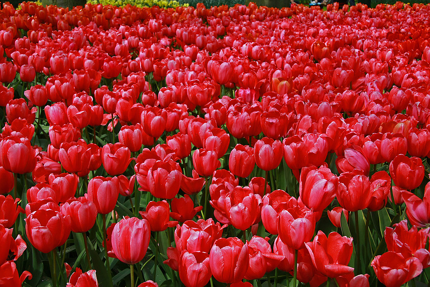 Tulpen so weit das Auge reicht.