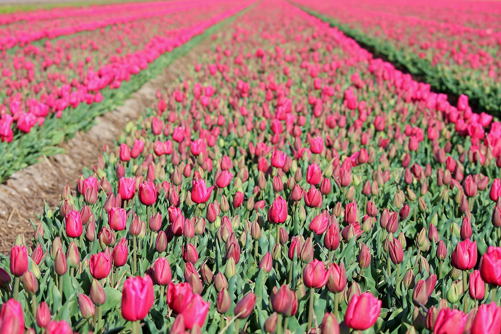 Tulpen so weit das Auge reicht