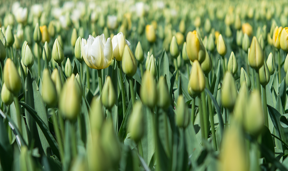 Tulpen soweit das Auge reicht