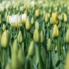 Tulpen soweit das Auge reicht