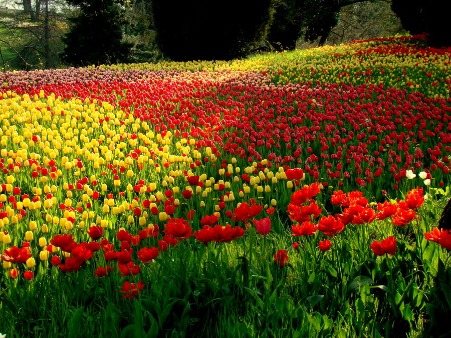 Tulpen soweit das Auge reicht....