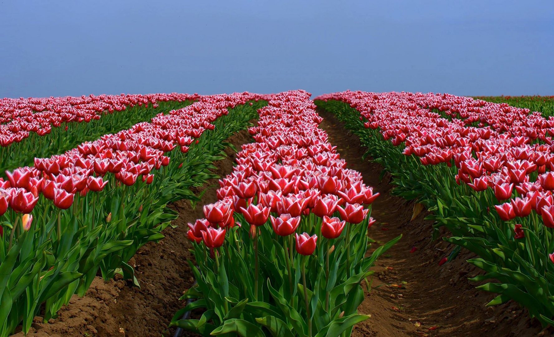 Tulpen, soweit das Auge reicht