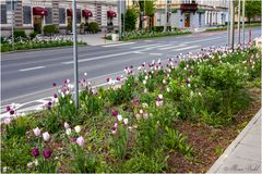 Tulpen, soweit sehen kann