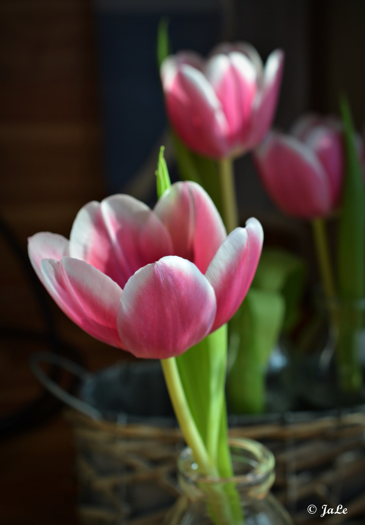 Tulpen sowie das Auge reicht