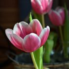 Tulpen sowie das Auge reicht