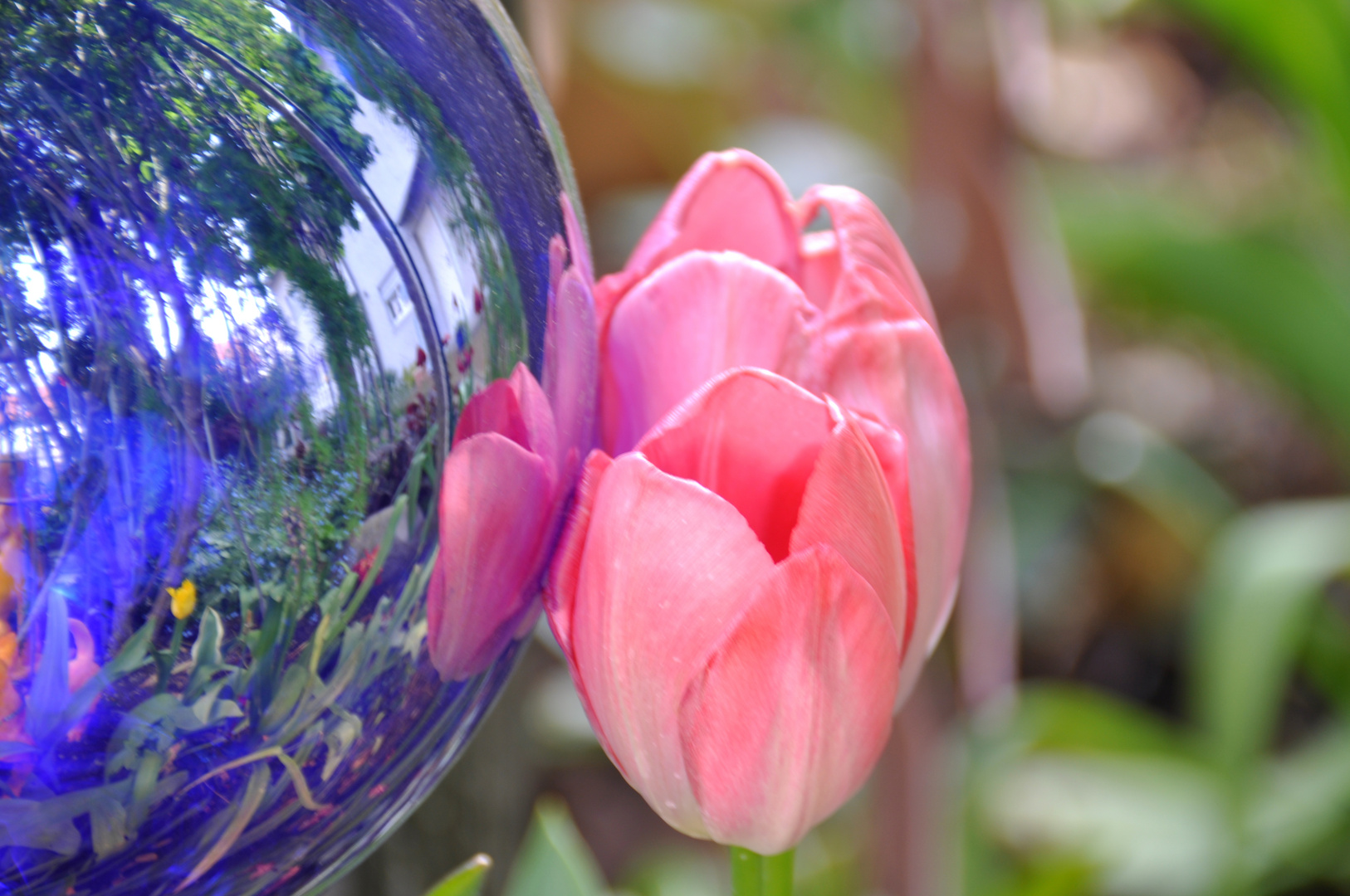 Tulpen spiegeln sich in der Kugel