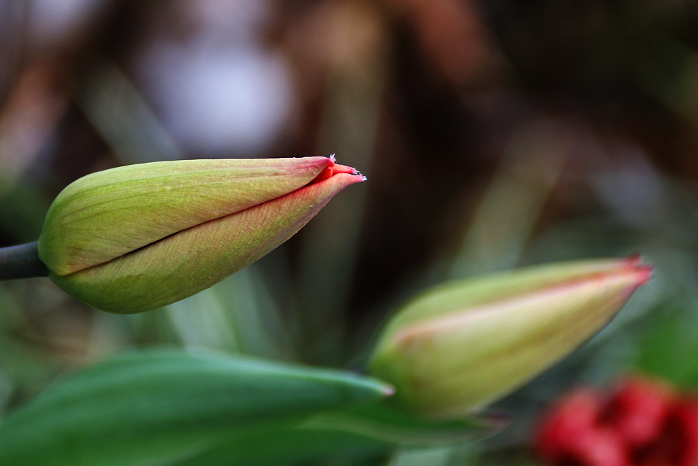 Tulpen-Spitzen