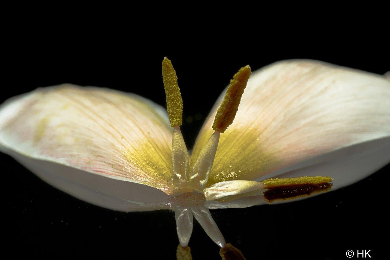 Tulpen Staubgefässe