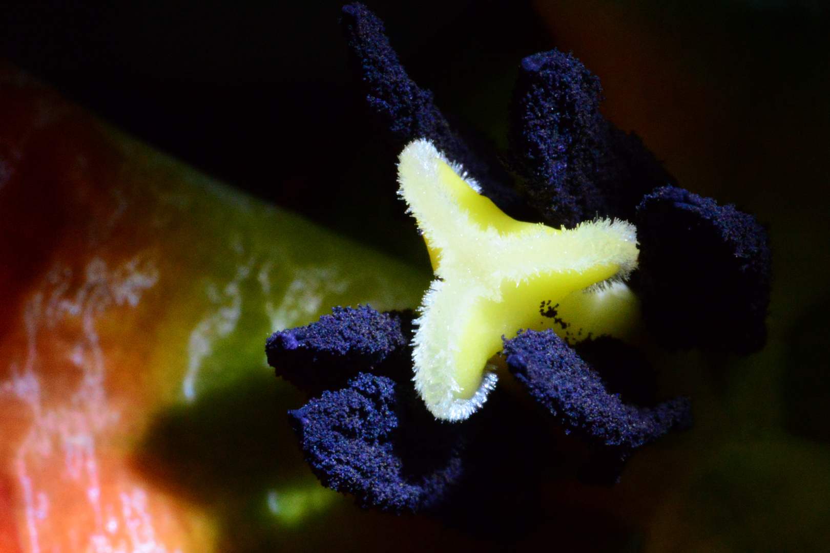 Tulpen Stempel