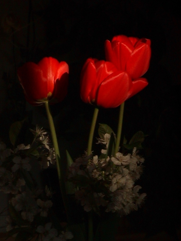 Tulpen-Stilleben