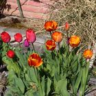 Tulpen strahlen in größeren Gruppen besonders um die Wette...