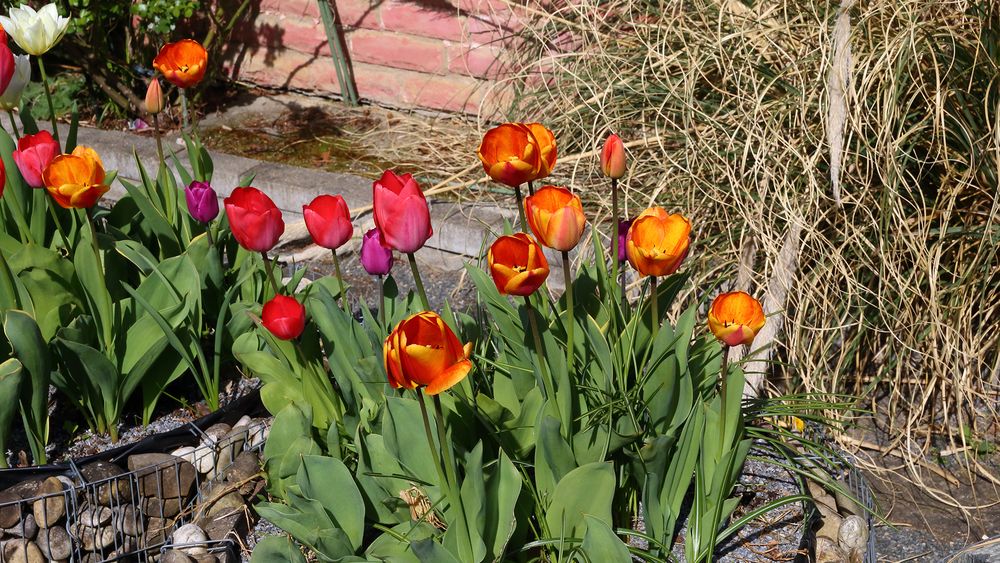 Tulpen strahlen in größeren Gruppen besonders um die Wette...