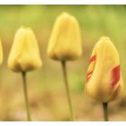 ... Tulpen & Tau ...