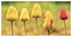 ... Tulpen & Tau ...