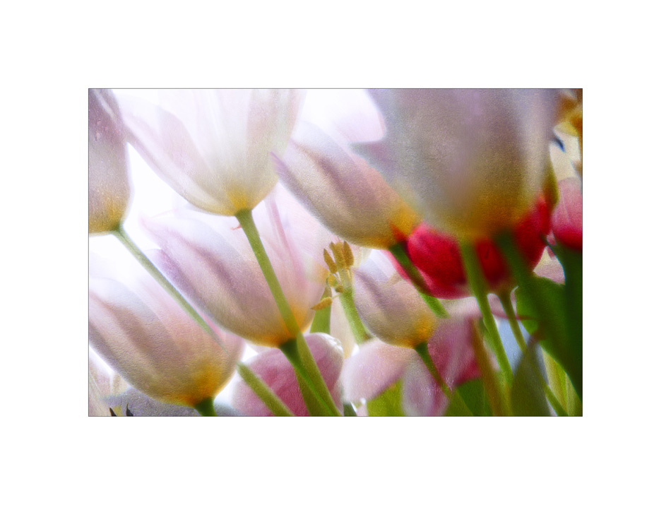 Tulpen Teil 6