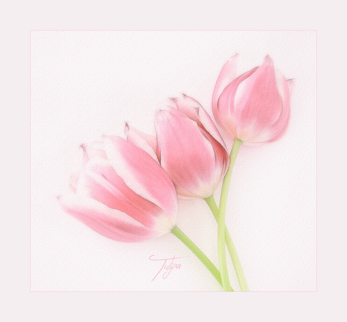 TULPEN-TRIO