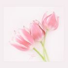 TULPEN-TRIO