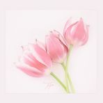 TULPEN-TRIO