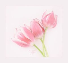 TULPEN-TRIO