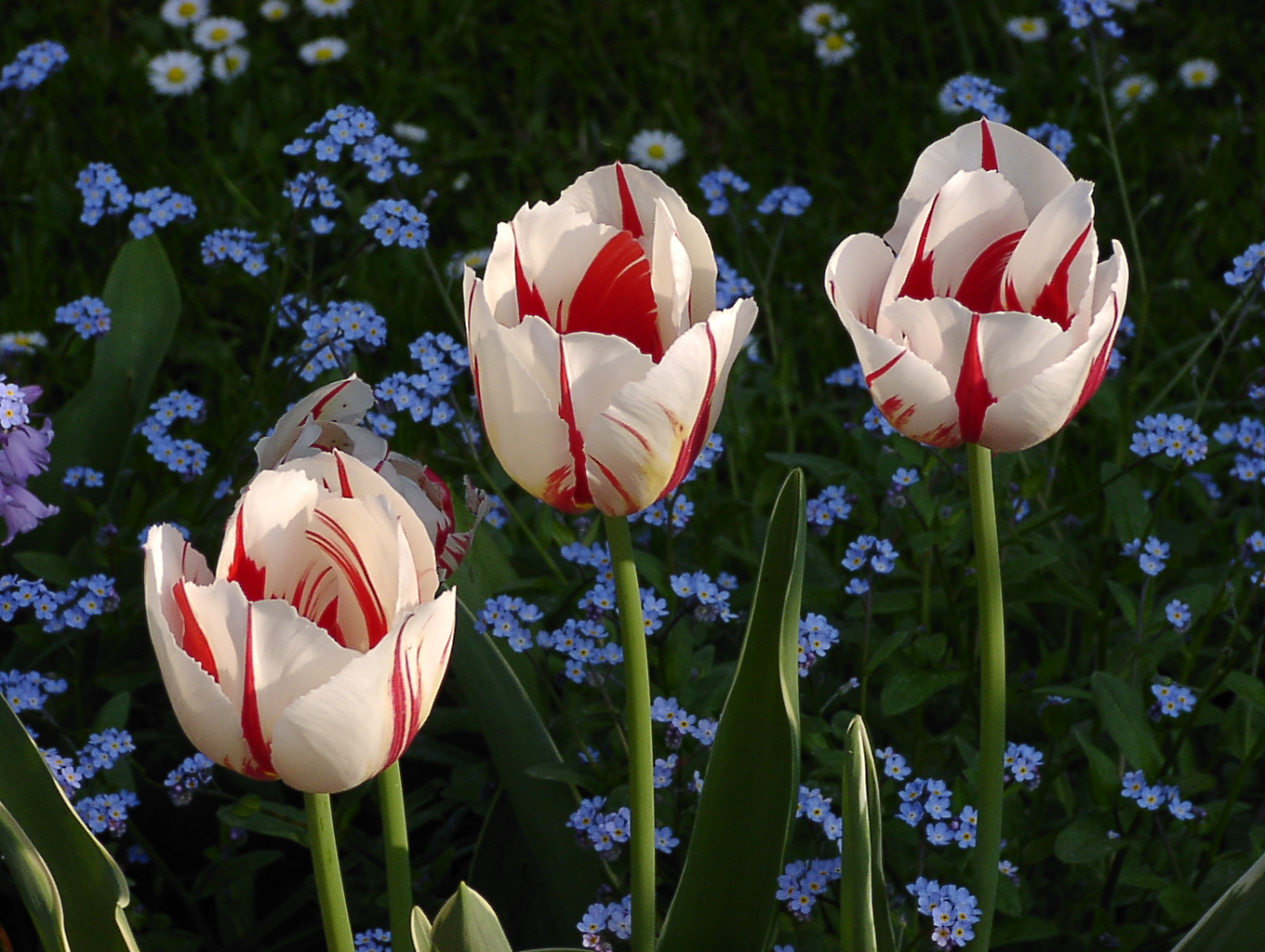 Tulpen-Trio