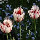 Tulpen-Trio