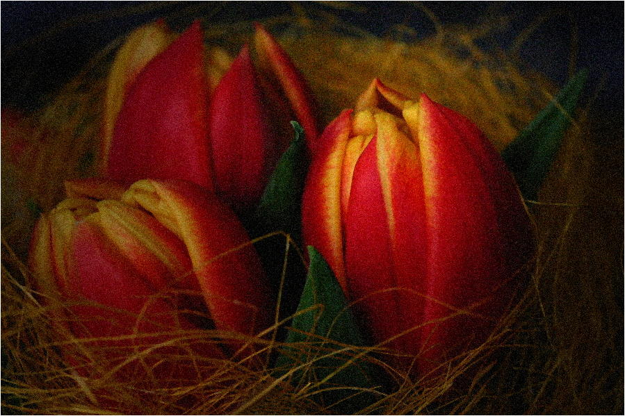 Tulpen-Trio