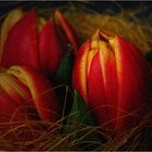 Tulpen-Trio