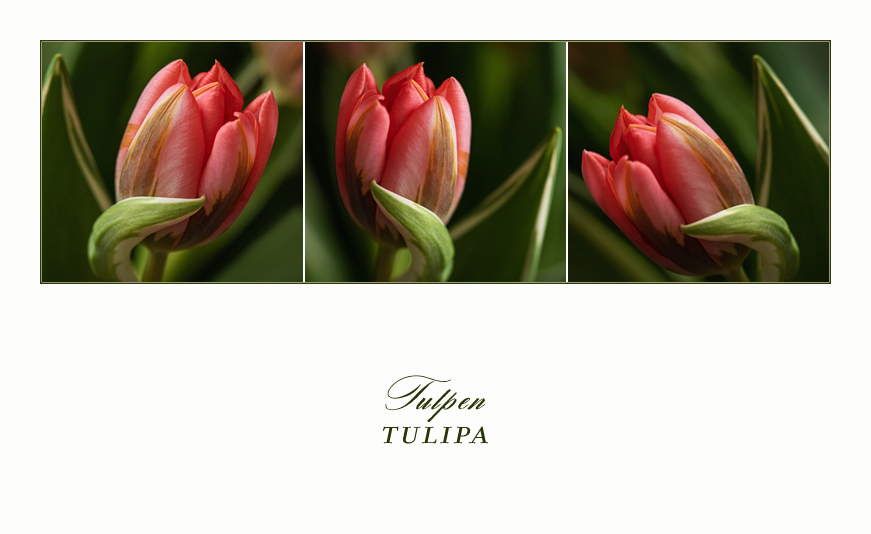 Tulpen-Trio...