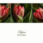Tulpen-Trio...