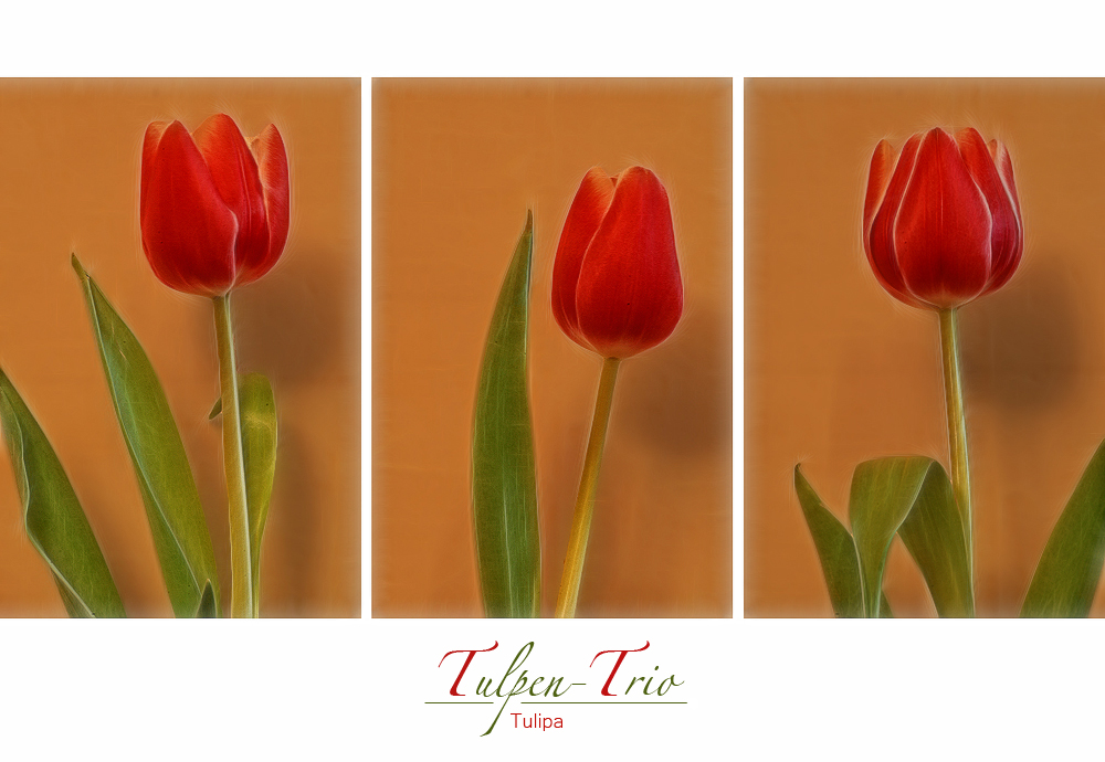 TULPEN-TRIO