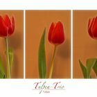 TULPEN-TRIO