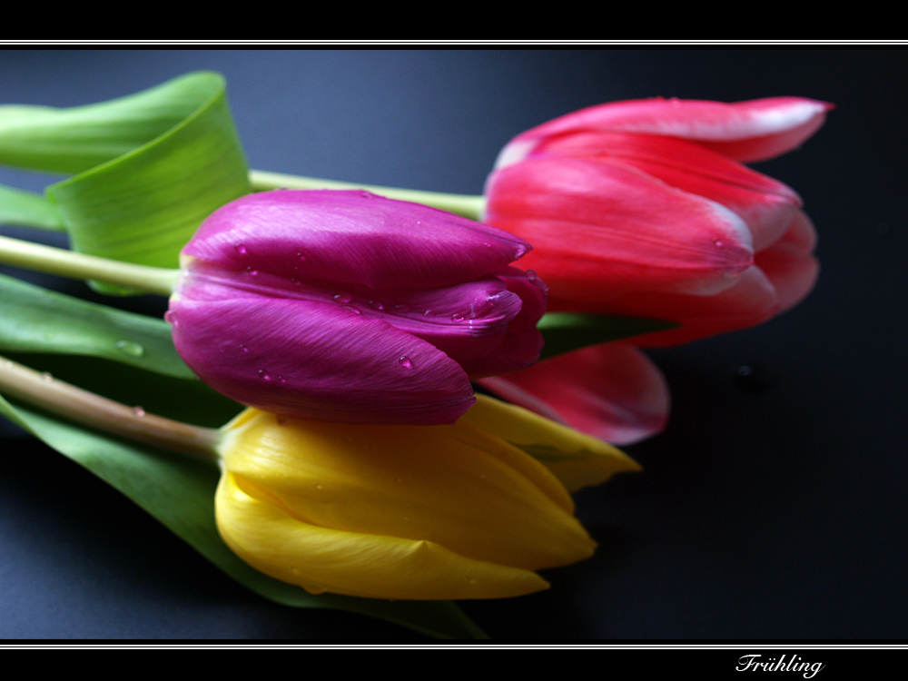 *Tulpen-Trio*